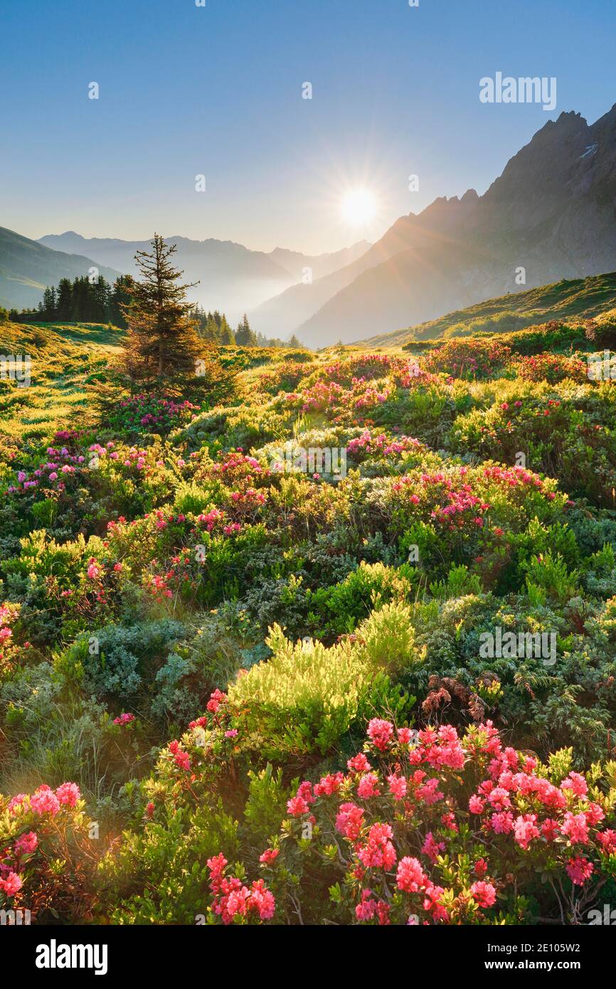 Sunrise Chalberboden, Bern, Schweiz, Europa Stockfoto