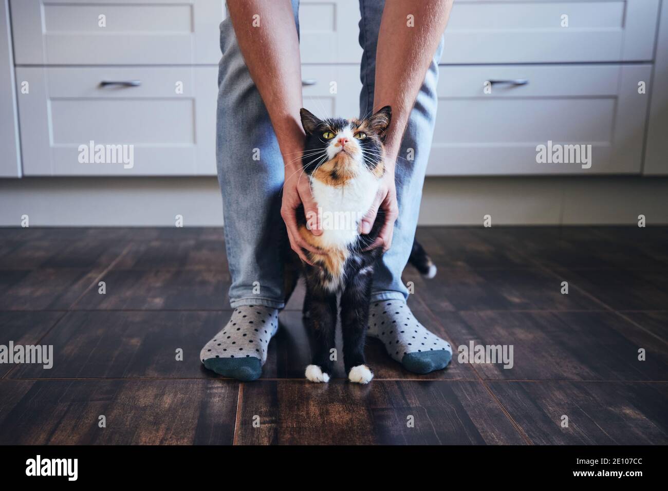 Häusliches Leben mit Haustier. Mann streichelte seine gefleckte Katze in der Wohnküche. Stockfoto