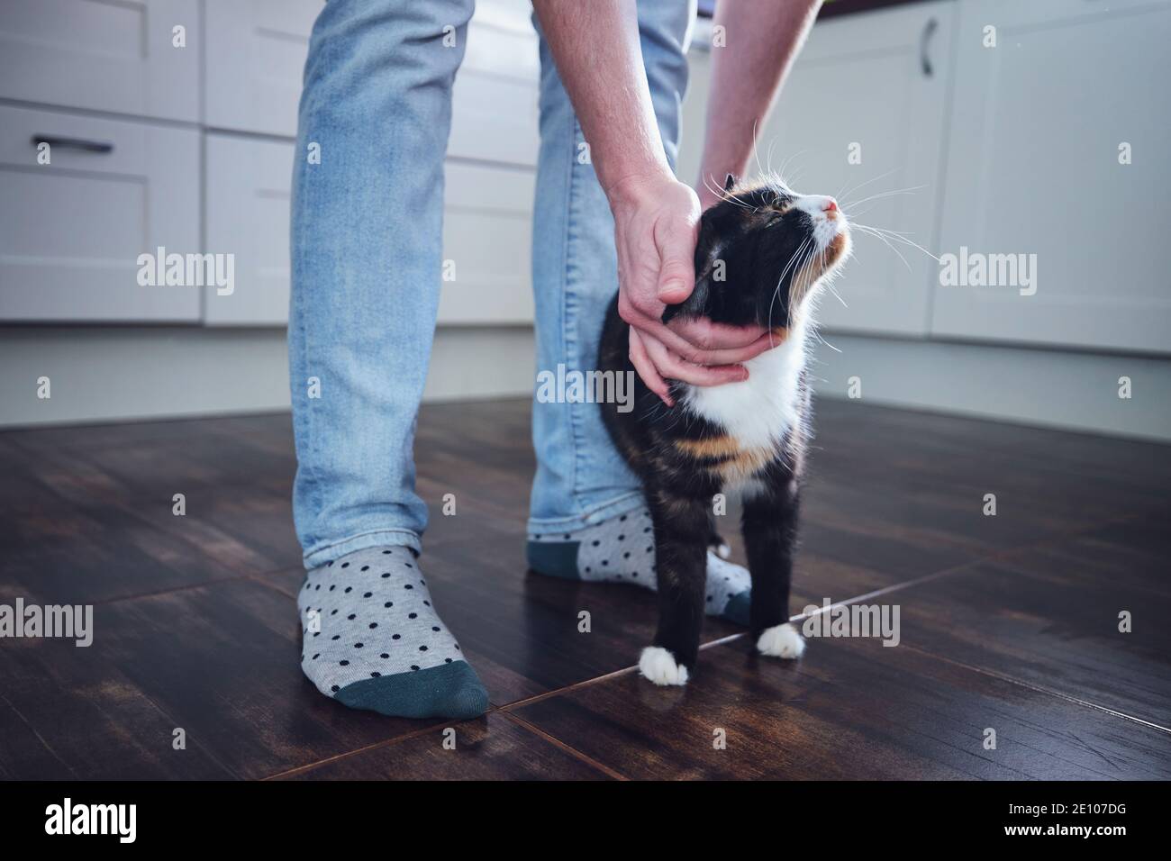 Häusliches Leben mit Haustier. Mann streichelte seine gefleckte Katze in der Wohnküche. Stockfoto