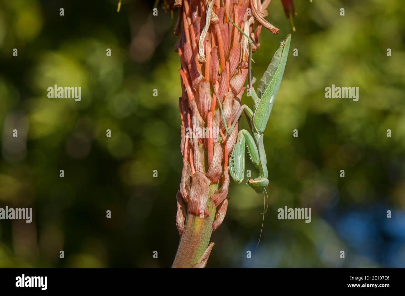 Eine Gottesanbeterin, eine Gottesanbeterin, eine Gottesanbeterin, eine Gottesanbeterin, eine Gottesanbeterin, eine Gottesanbeterin auf Aloe arborescens, Andalusien, Spanien. Stockfoto