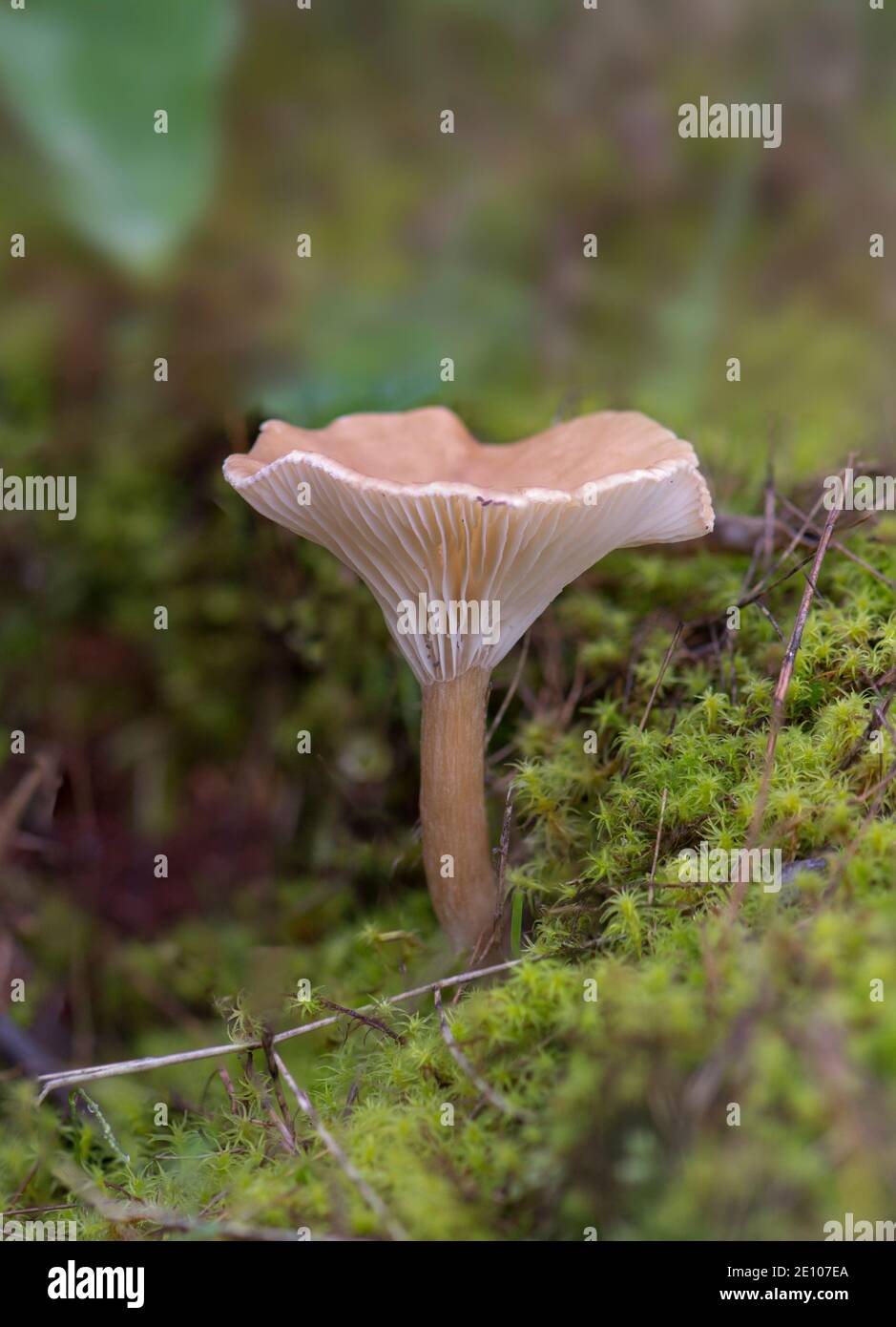 Wildpilz, gewöhnlicher Trichterpilz, Infundibulicybe Gibba, Clitocybe Gibba, im Wald. Spanien. Stockfoto
