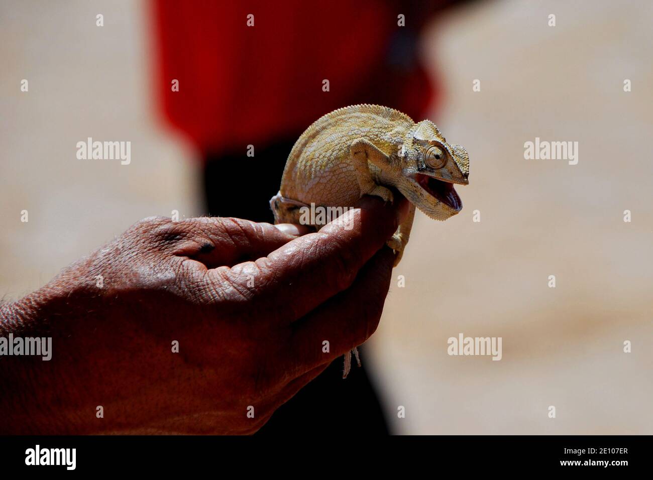 chameleon sitzt auf einer Hand des alten Mannes Urlaub Stockfoto