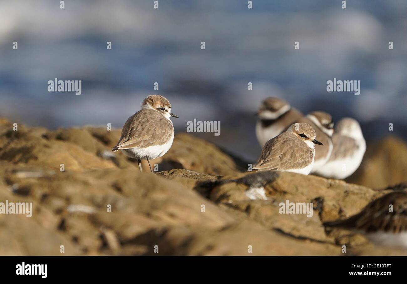 Kentish-Pflüge (Charadrius alexandrinus) im Winter Gefieder an einer felsigen Küste, Andalusien, Spanien. Stockfoto