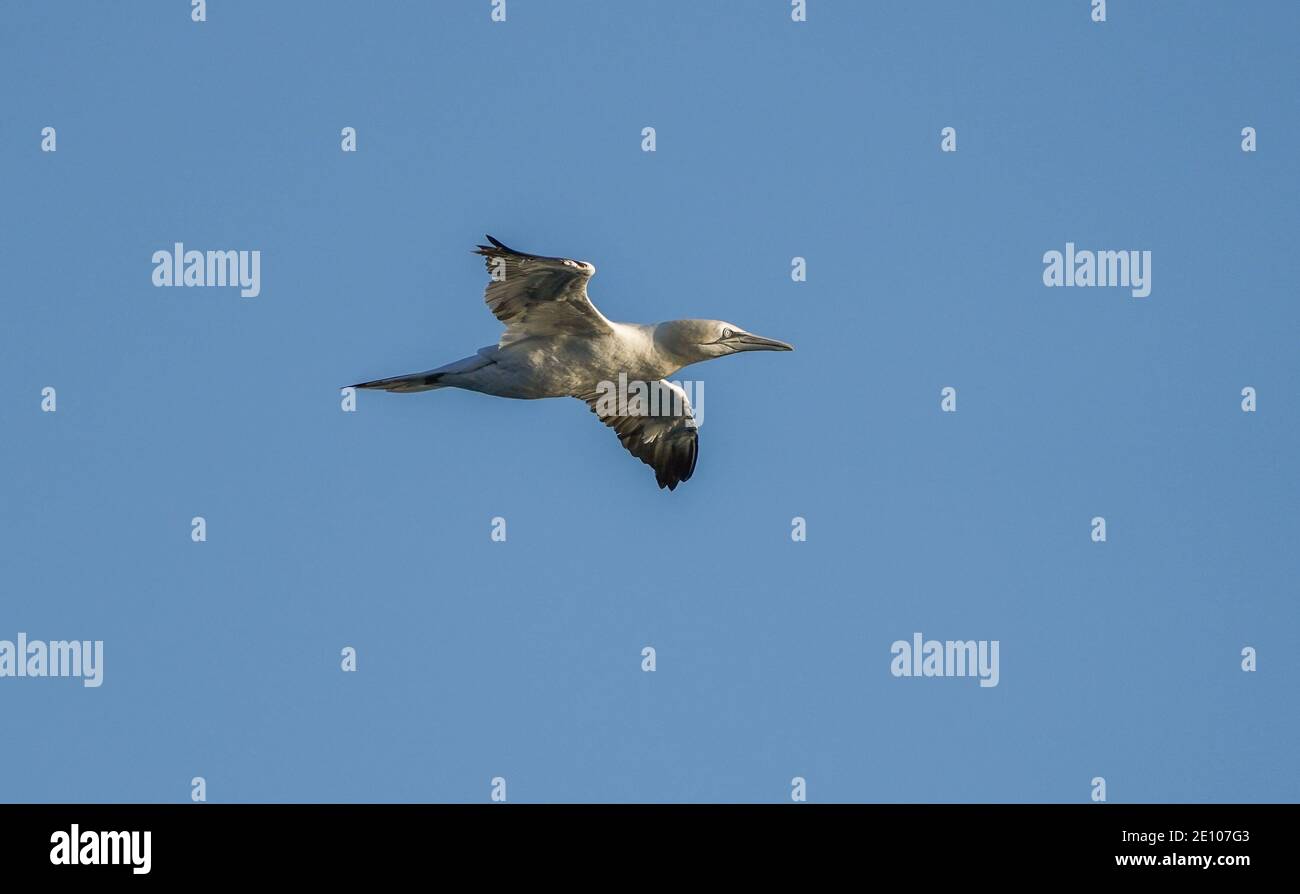Nördliches Gannet (Morus bassanus), am mittelmeer, Spanien. Stockfoto