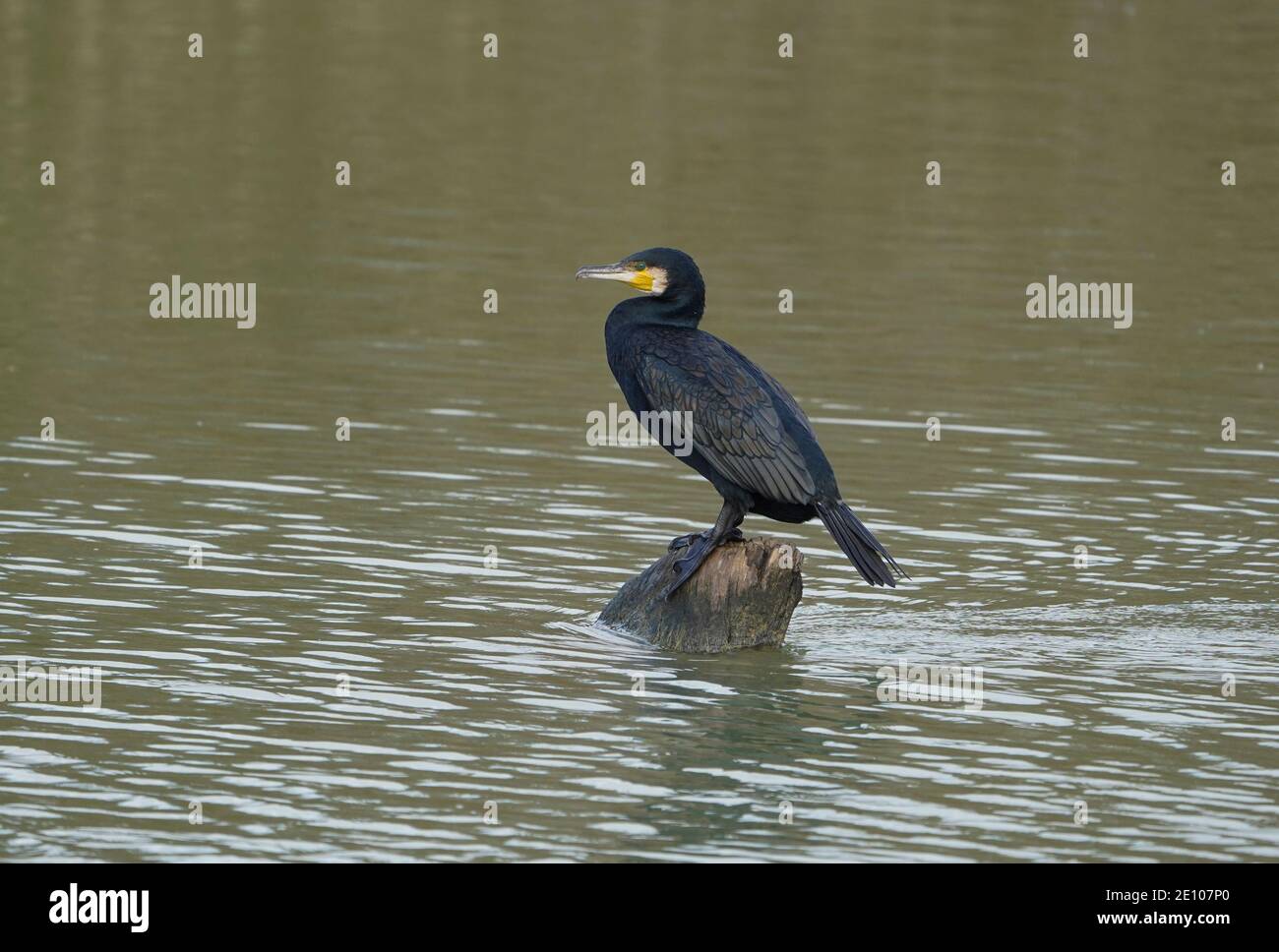 Großer Kormoran (Phalacrocorax carbo), der auf Holz im Fluss Guadalhorce, Andalusien, spanien ruht. Stockfoto