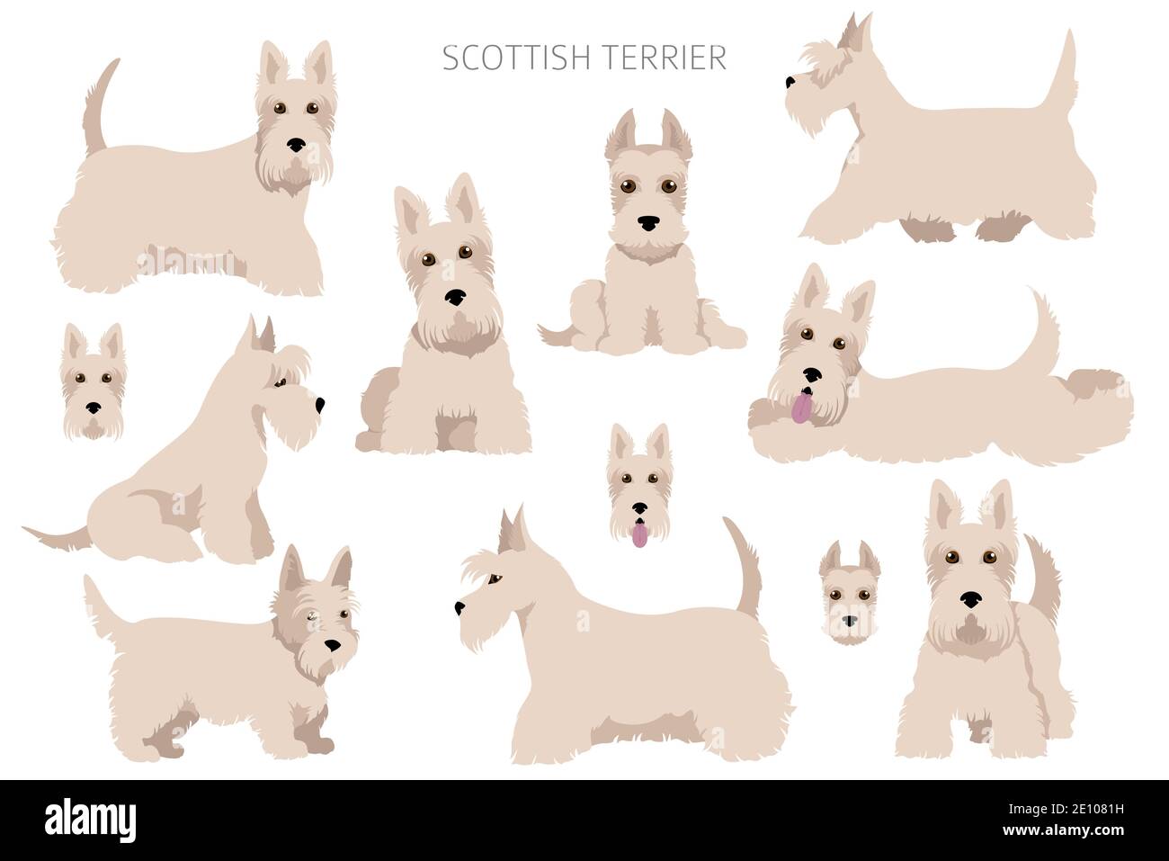 Schottische Terrier Hunde in verschiedenen Posen und Fellfarben. Erwachsene und Welpen scottie Set. Vektorgrafik Stock Vektor