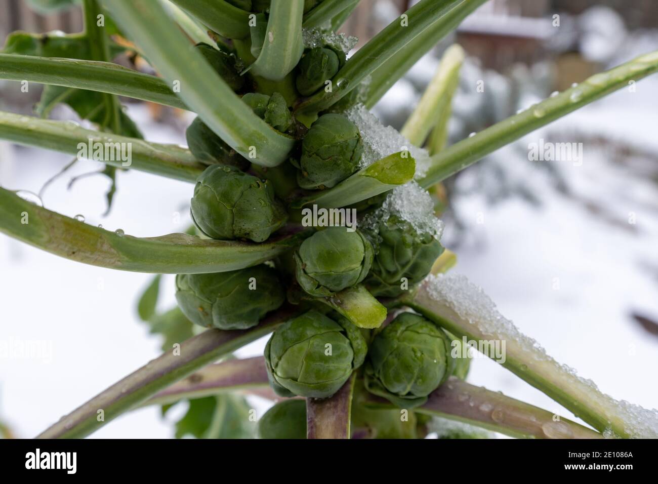 Brüssel sprießt im Winter auf bedecktem Schnee. Stockfoto