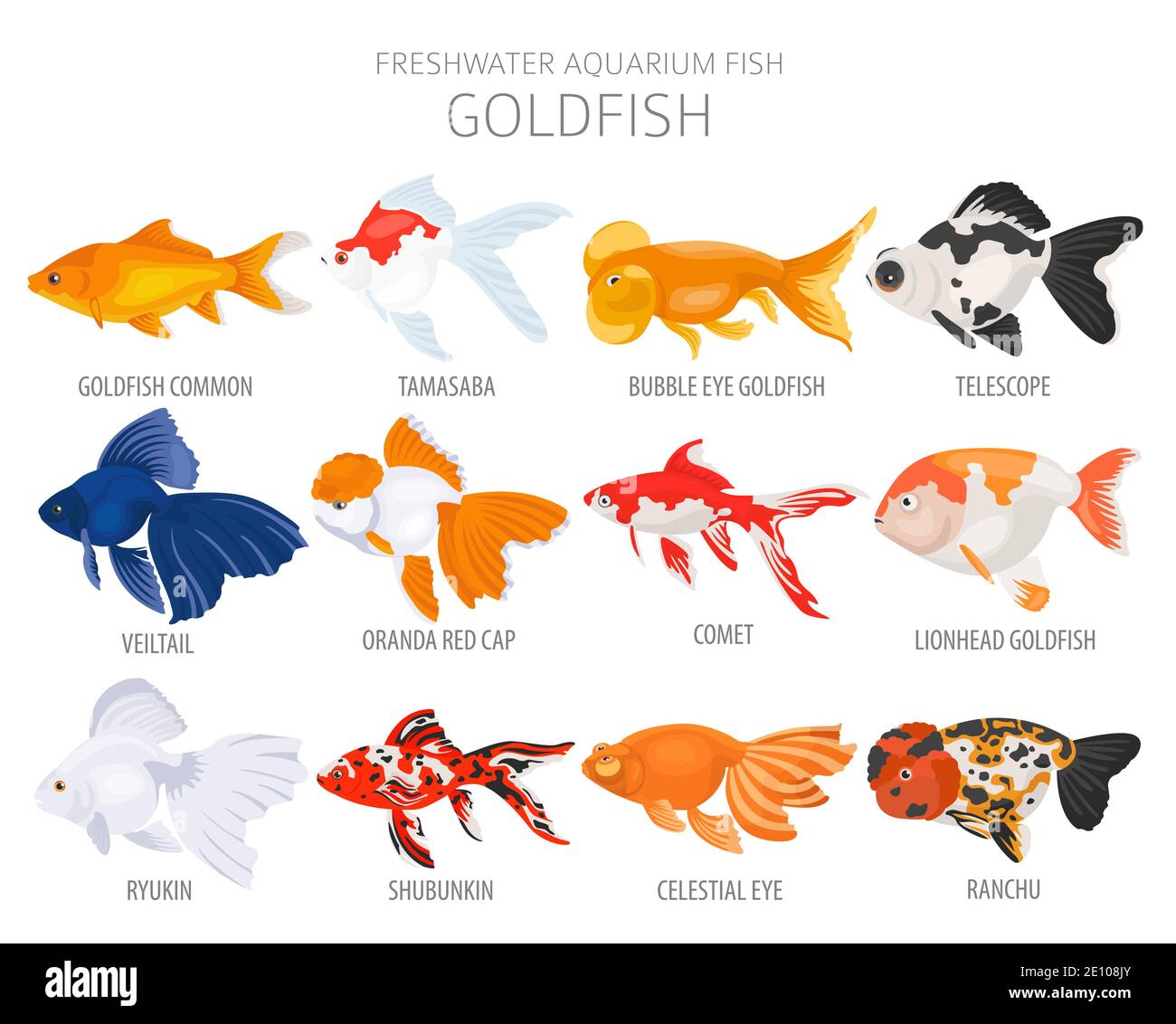 Goldfisch. Süßwasseraquarium Fisch Symbol Set flach Stil isoliert auf weiß. Vektorgrafik Stock Vektor