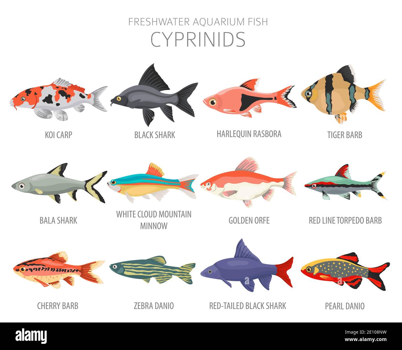 Cypriniden. Süßwasseraquarium Fisch Symbol Set flach Stil isoliert auf weiß. Vektorgrafik Stock Vektor