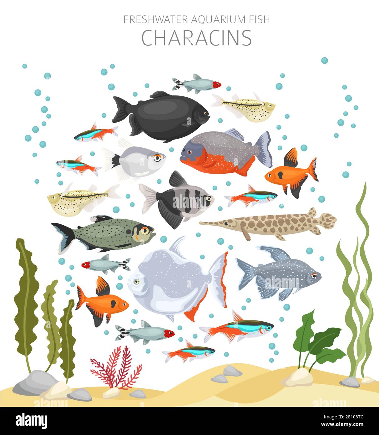 Salmler Fisch. Süßwasseraquarium Fisch Symbol Set flach Stil isoliert auf weiß. Vektorgrafik Stock Vektor