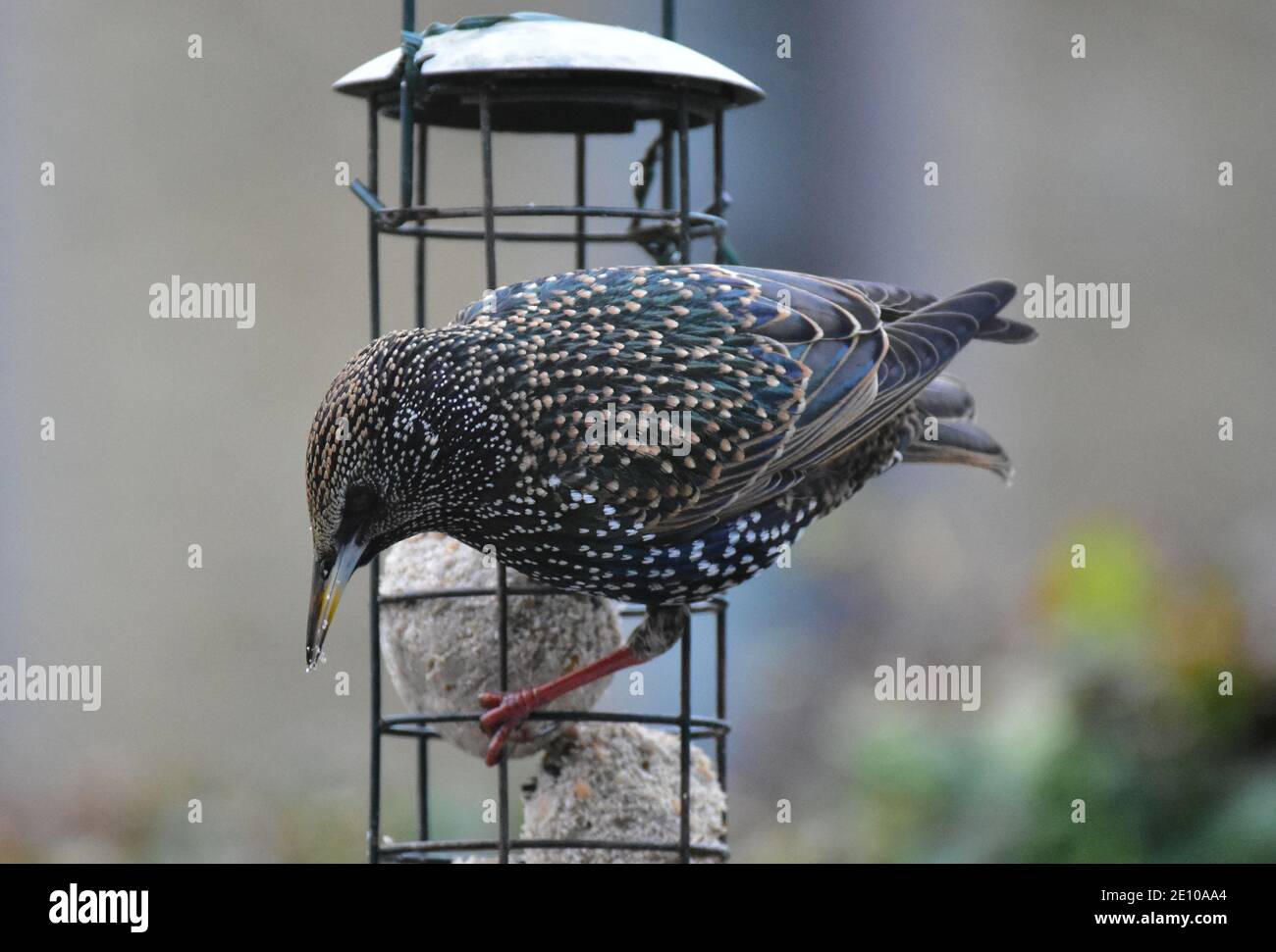 Starling auf Futterhäuschen Essen fette Bälle im Winter. Stockfoto