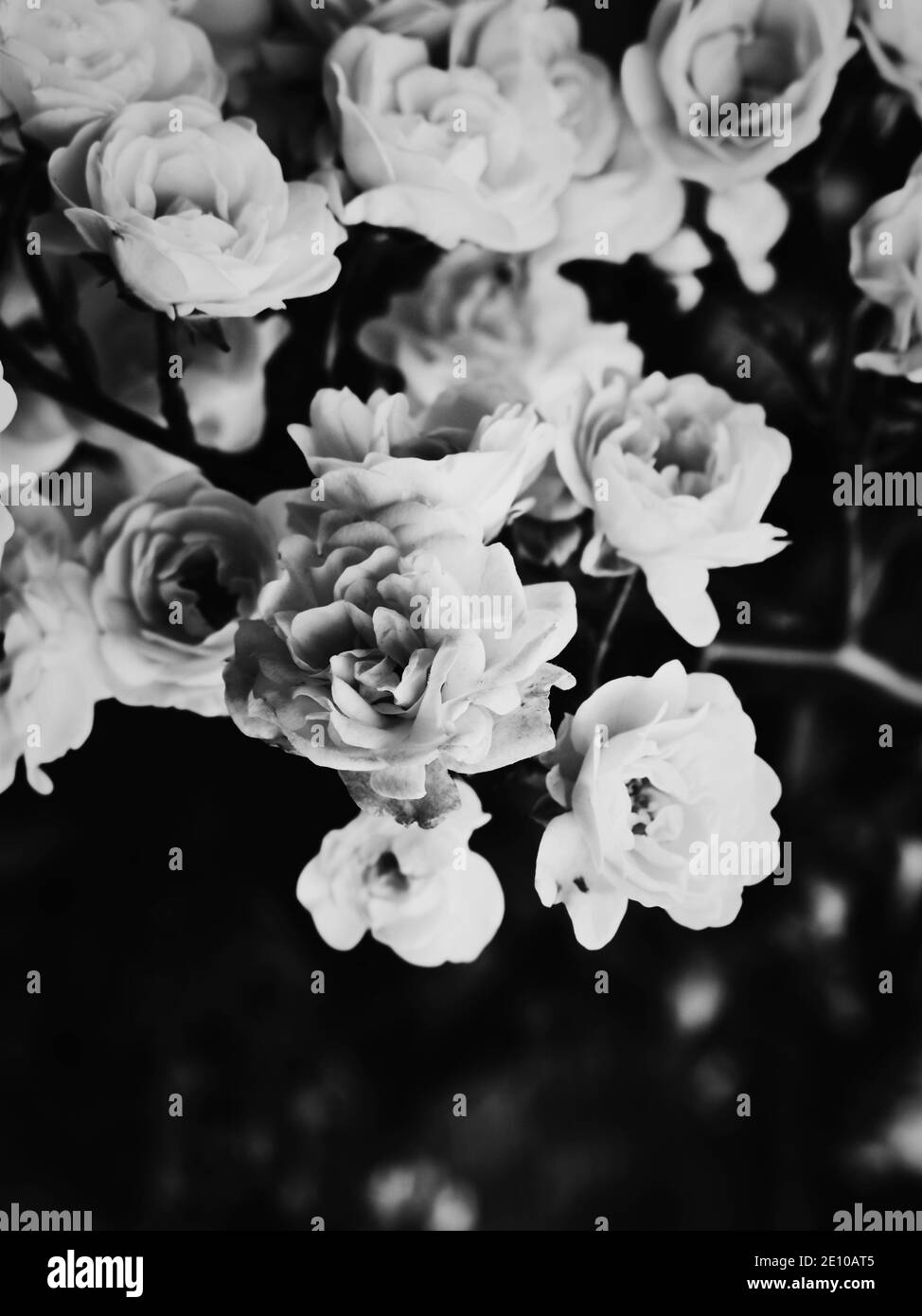 Holländische Blumen in Schwarz und Weiß Stockfoto
