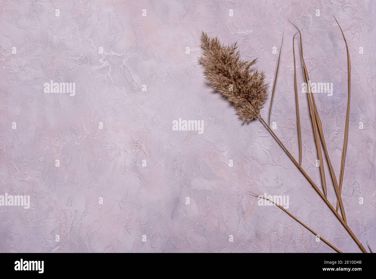 Beige getrocknete Schilfblume mit Blättern auf strukturiertem blauen, grauen und beigen Beton. Flach legen Hintergrund mit getrockneten Blumenarrangement und Kopierraum. Orgel Stockfoto