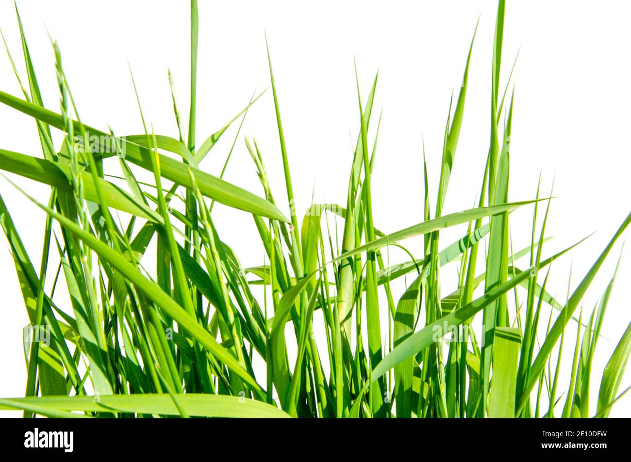 Grünes Gras isoliert auf weißem Hintergrund und Textur, Clipping Pfad Stockfoto