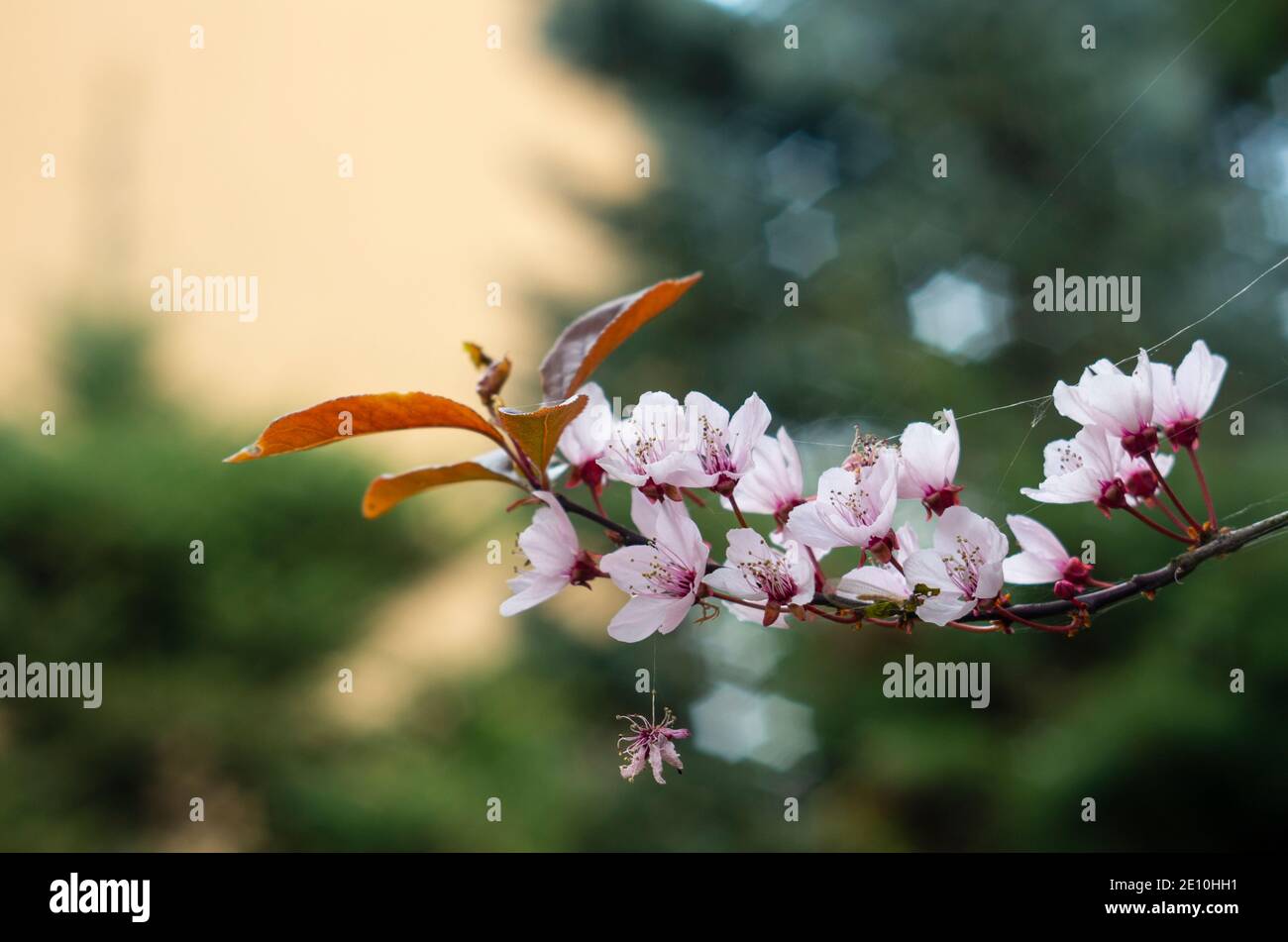 Nahaufnahme eines Astes aus japanischer Kirsche (Prunus serrulata) mit rosa blühenden Blüten, die im Spinnfaden verschlungen sind. Stockfoto