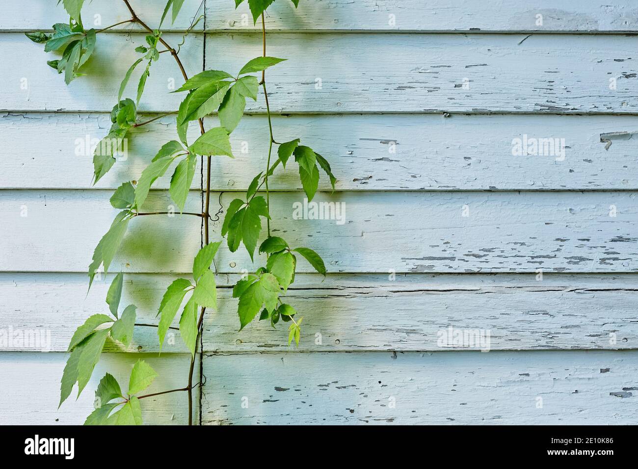 Grüne Rebe links vom Rahmen vor Weiß Außenwand mit Wandfarbe Stockfoto