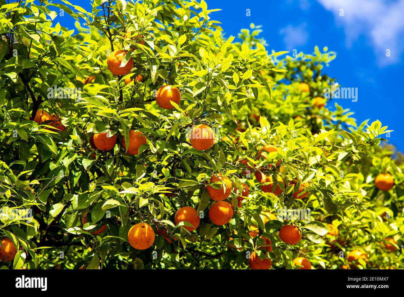 Orangen wachsen in Jardines de Murillo, Sevilla, Spanien Stockfoto
