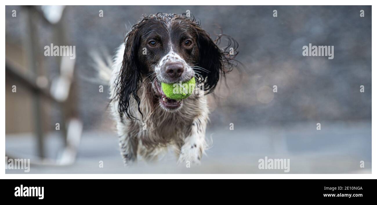 Englisch Springer spaniel Stockfoto