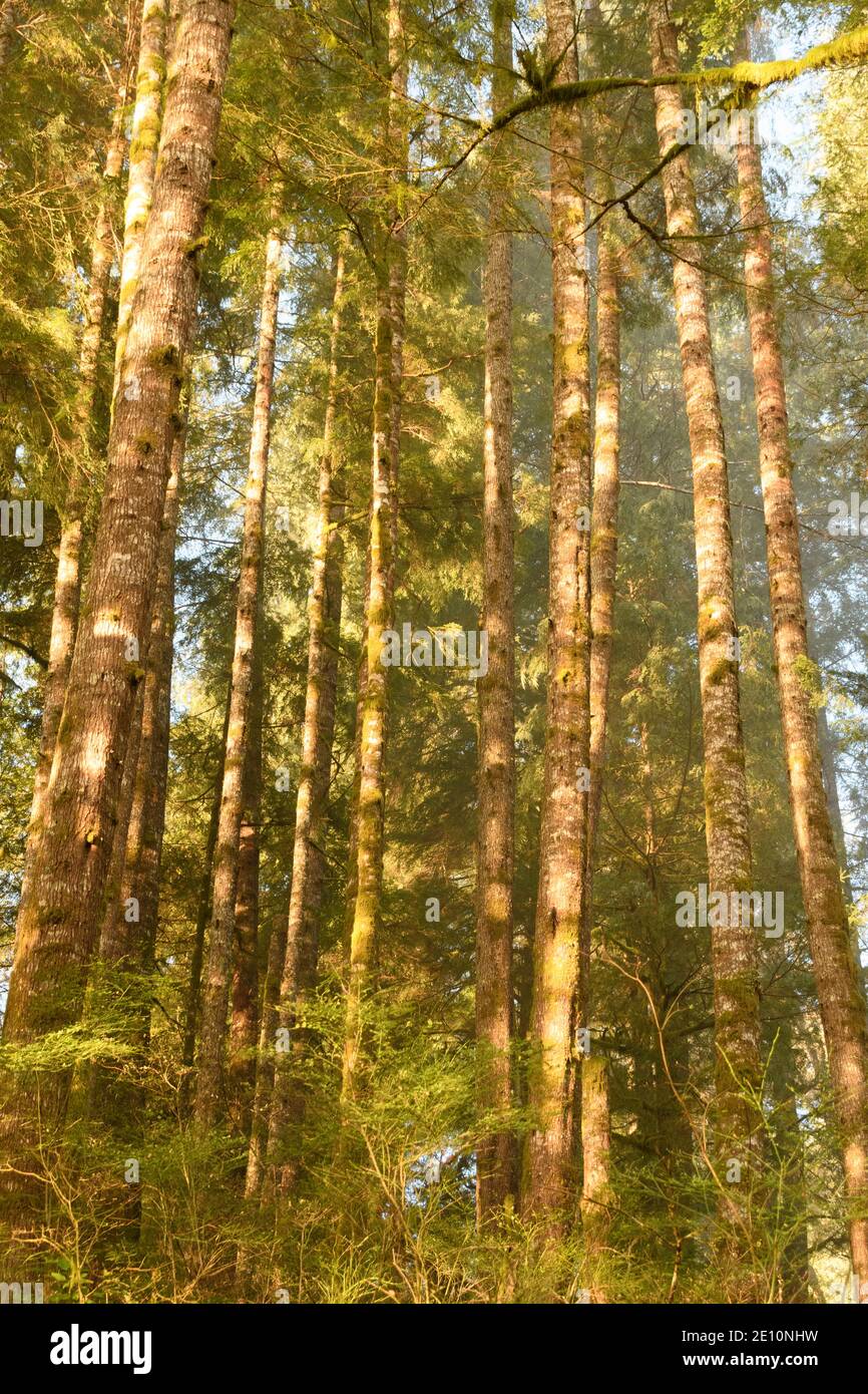 Morgenlicht und Nebel sorgen für weiches, gefiltertes Licht im Wald nahe der Küste von Oregon. Stockfoto