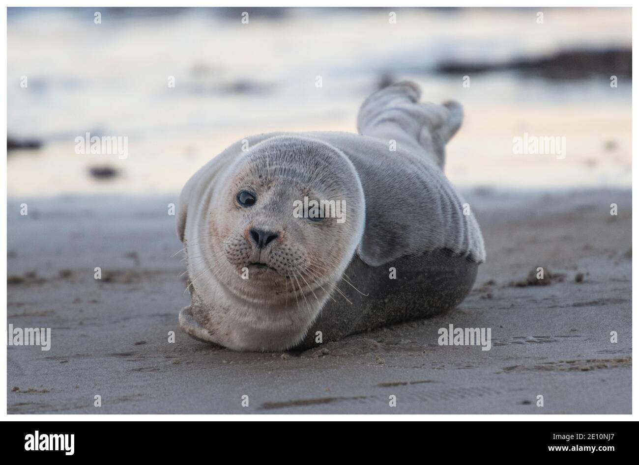 Seehund in Sheringham North Norfolk uk Stockfoto