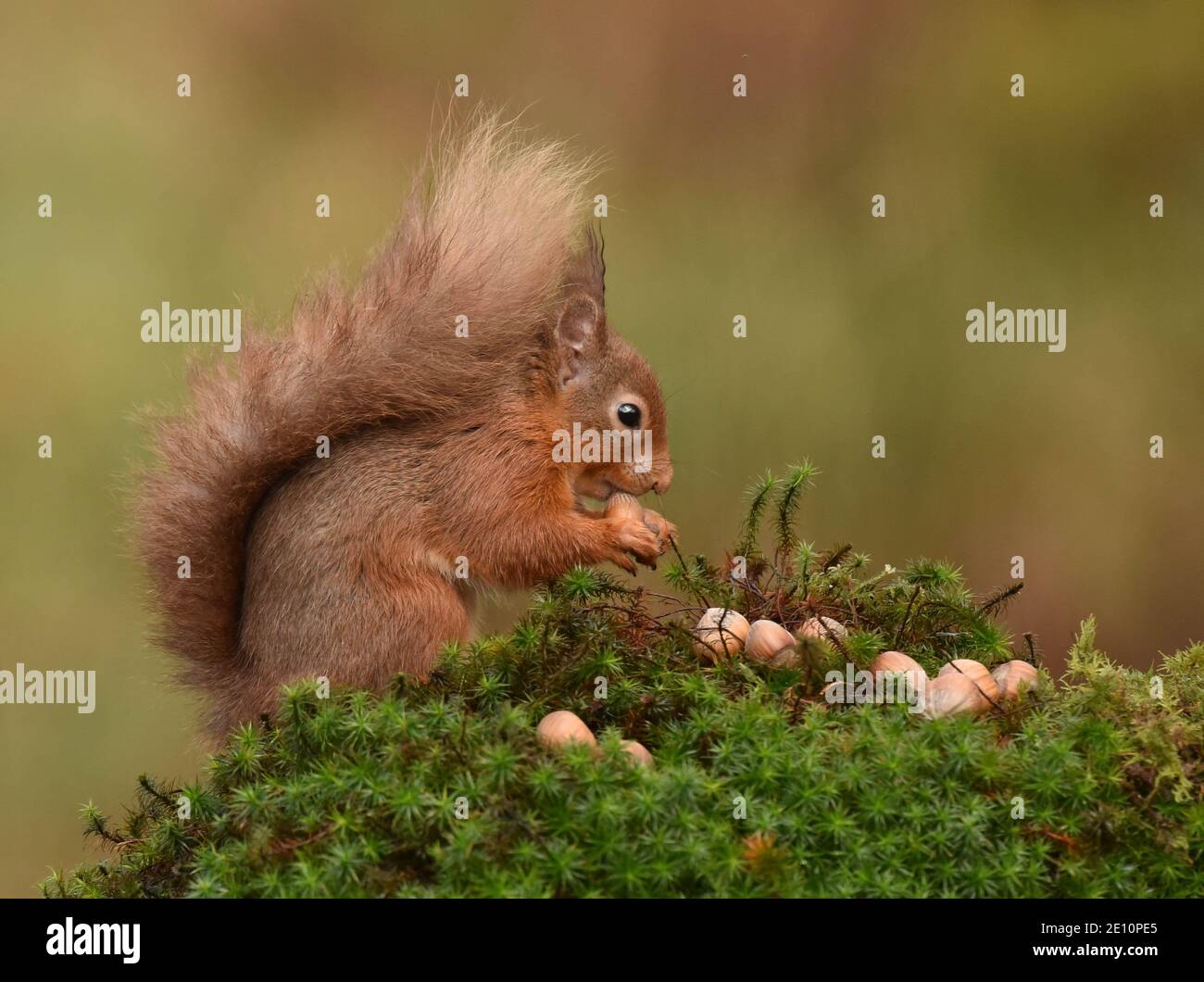 Endangerd Eurasisches rotes Eichhörnchen mit Nüssen im Wald auf einem Moosiger Holzbalg nach rechts Stockfoto