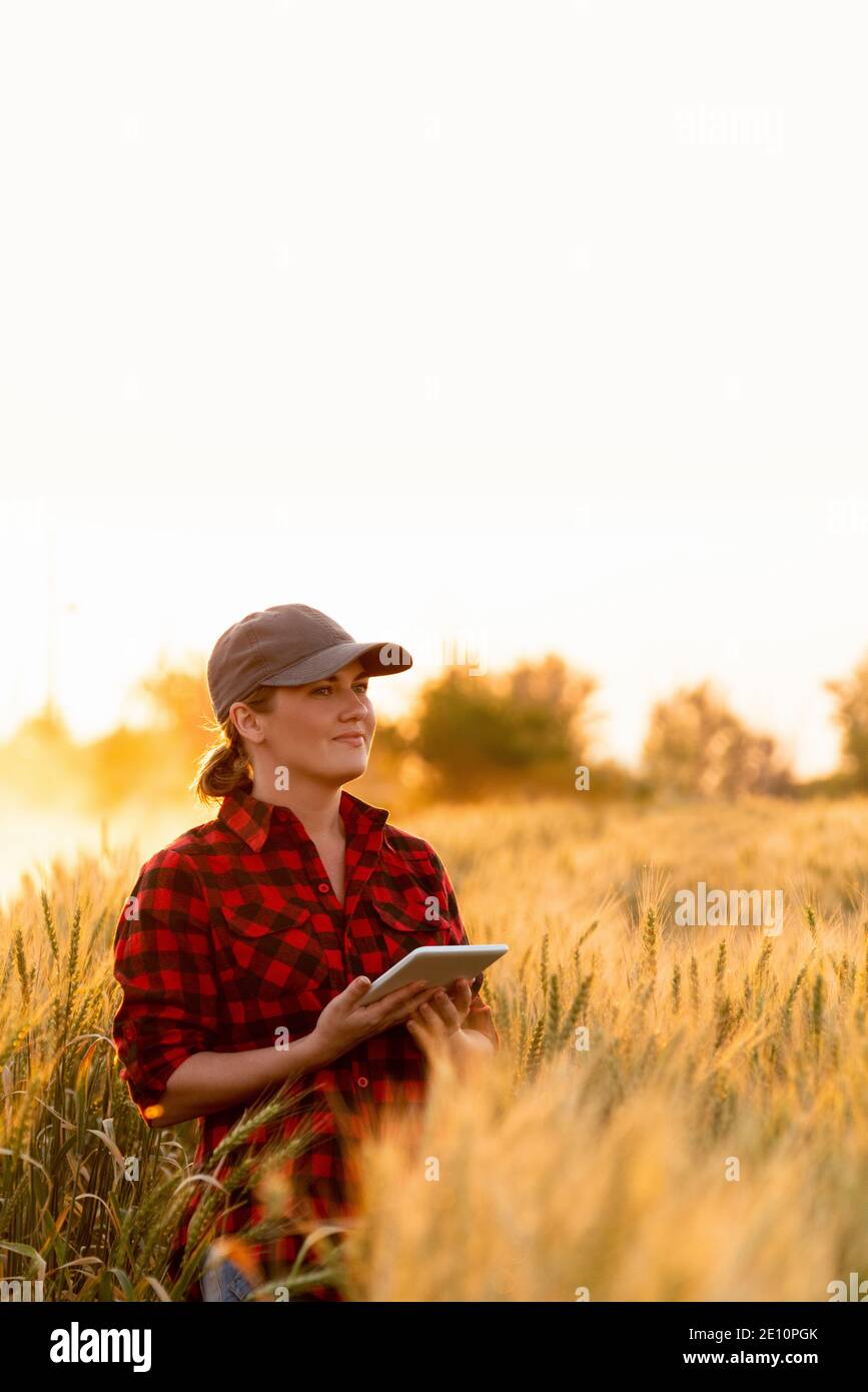 Eine Frau Bauer untersucht den Bereich der Getreide- und sendet die Daten an die Wolke aus der Tablette. Smart Farming und digitale Landwirtschaft. Stockfoto