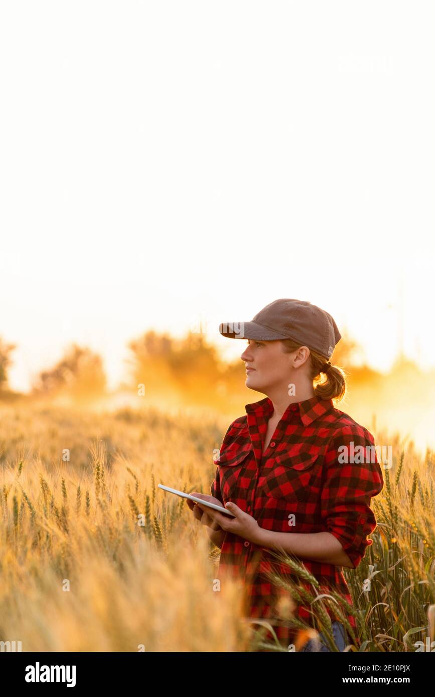 Eine Frau Bauer untersucht den Bereich der Getreide- und sendet die Daten an die Wolke aus der Tablette. Smart Farming und digitale Landwirtschaft. Stockfoto