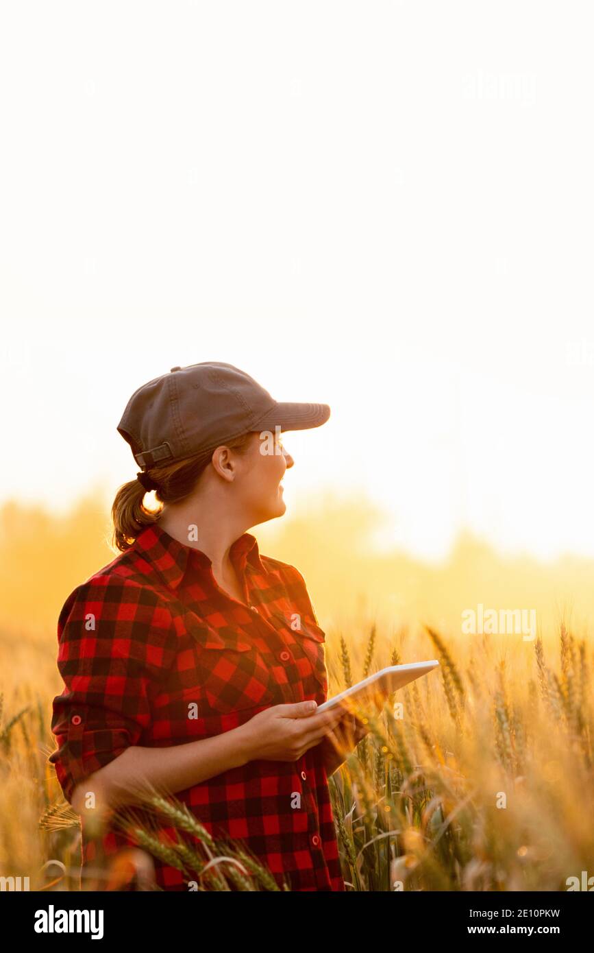 Eine Frau Bauer untersucht den Bereich der Getreide- und sendet die Daten an die Wolke aus der Tablette. Smart Farming und digitale Landwirtschaft. Stockfoto