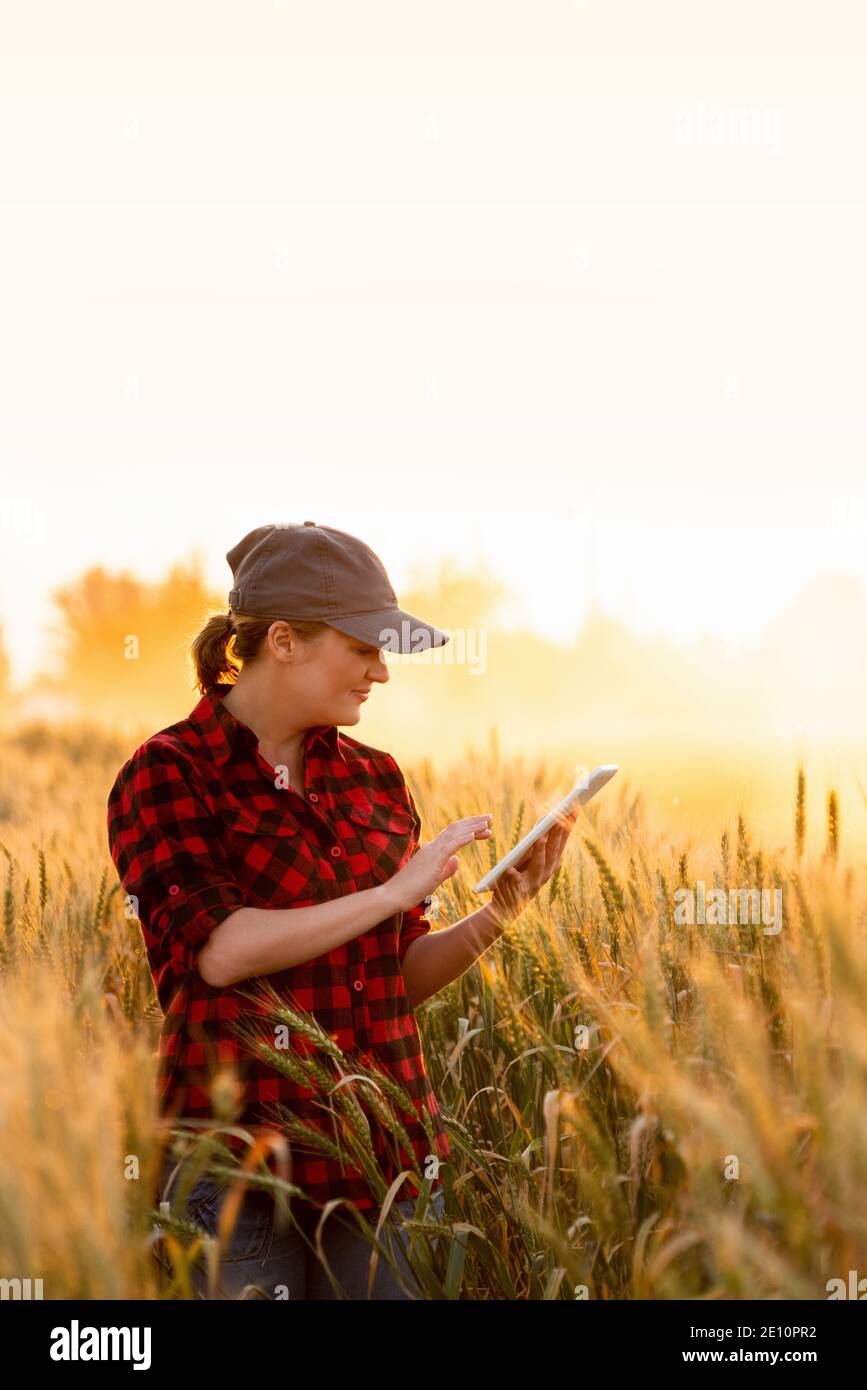 Eine Frau Bauer untersucht den Bereich der Getreide- und sendet die Daten an die Wolke aus der Tablette. Smart Farming und digitale Landwirtschaft. Stockfoto