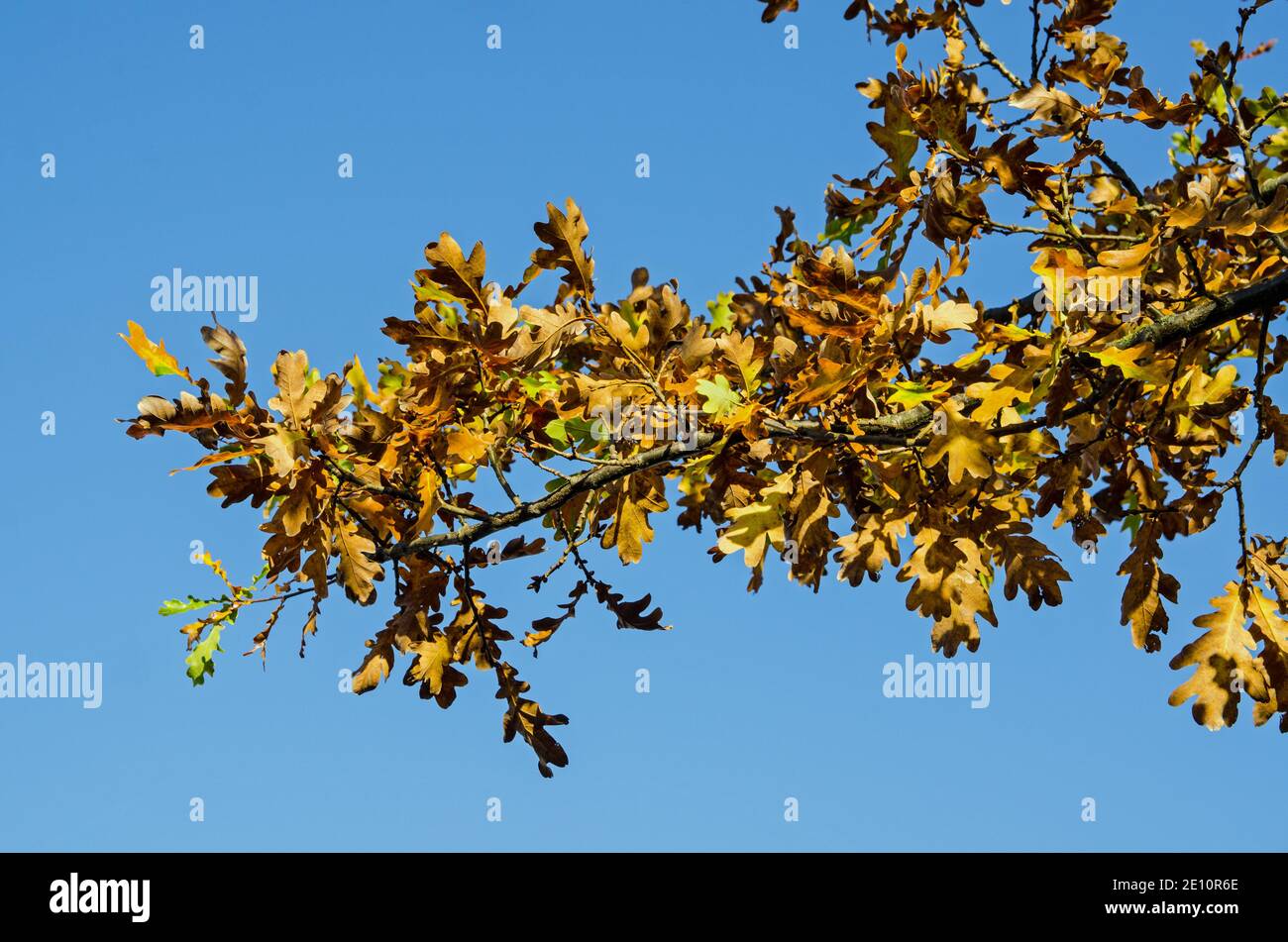 Ein Zweig einer Eiche mit vergilbten Blättern, der sich im Herbstsonnenschein in Hampshire, Großbritannien, gegen einen strahlend blauen Himmel zeigt. Stockfoto