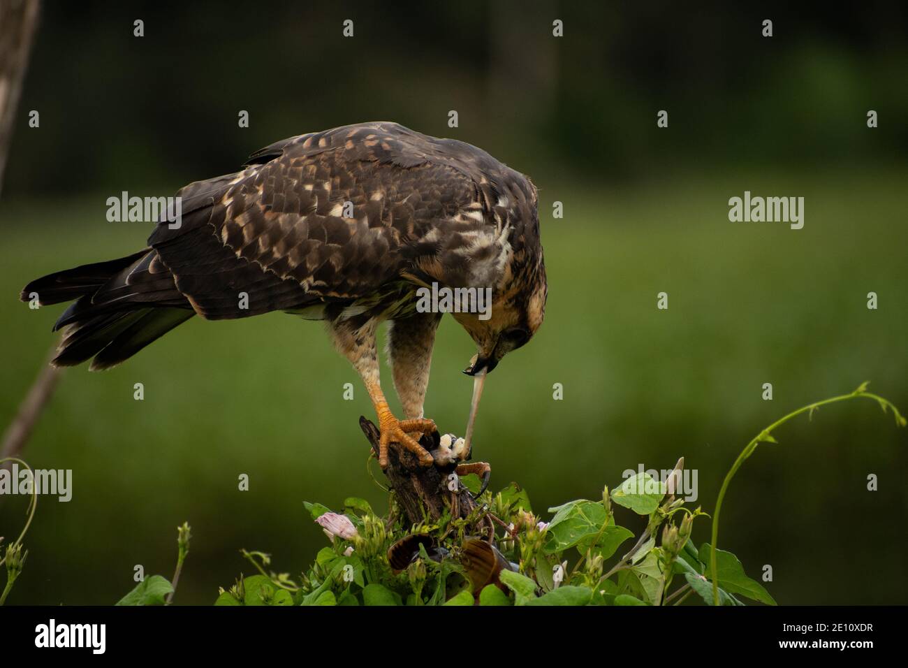 Schnecke Drachen fangen und füttern auf seiner Lieblings-Beute, die Land Schnecke Stockfoto