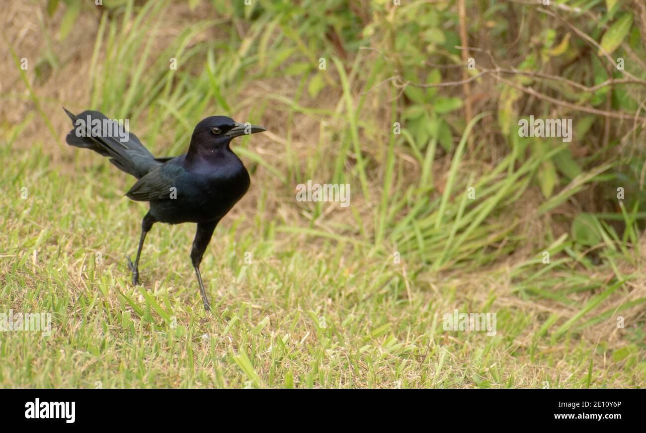 Boot-angebundene Grackle Stockfoto