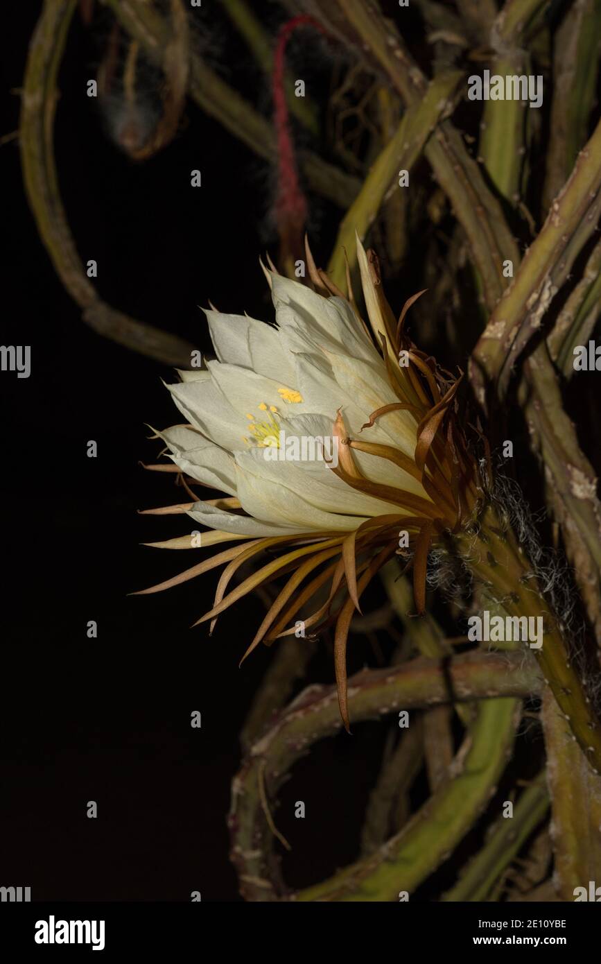 Nahaufnahme des Blütenkopfes eines Kaktus der Königin der Nacht. Es blüht nur für eine Nacht, Selenicereus grandiflorus Stockfoto