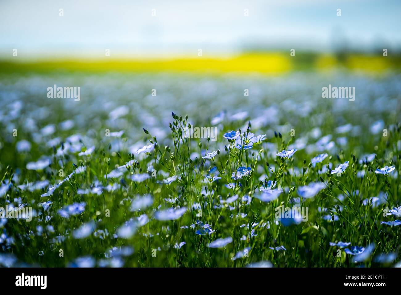 Blaue Blüten von Flachs in einem Feld vor verschwommenem gelben Hintergrund, im Sommer, Nahaufnahme, flache Schärfentiefe Stockfoto