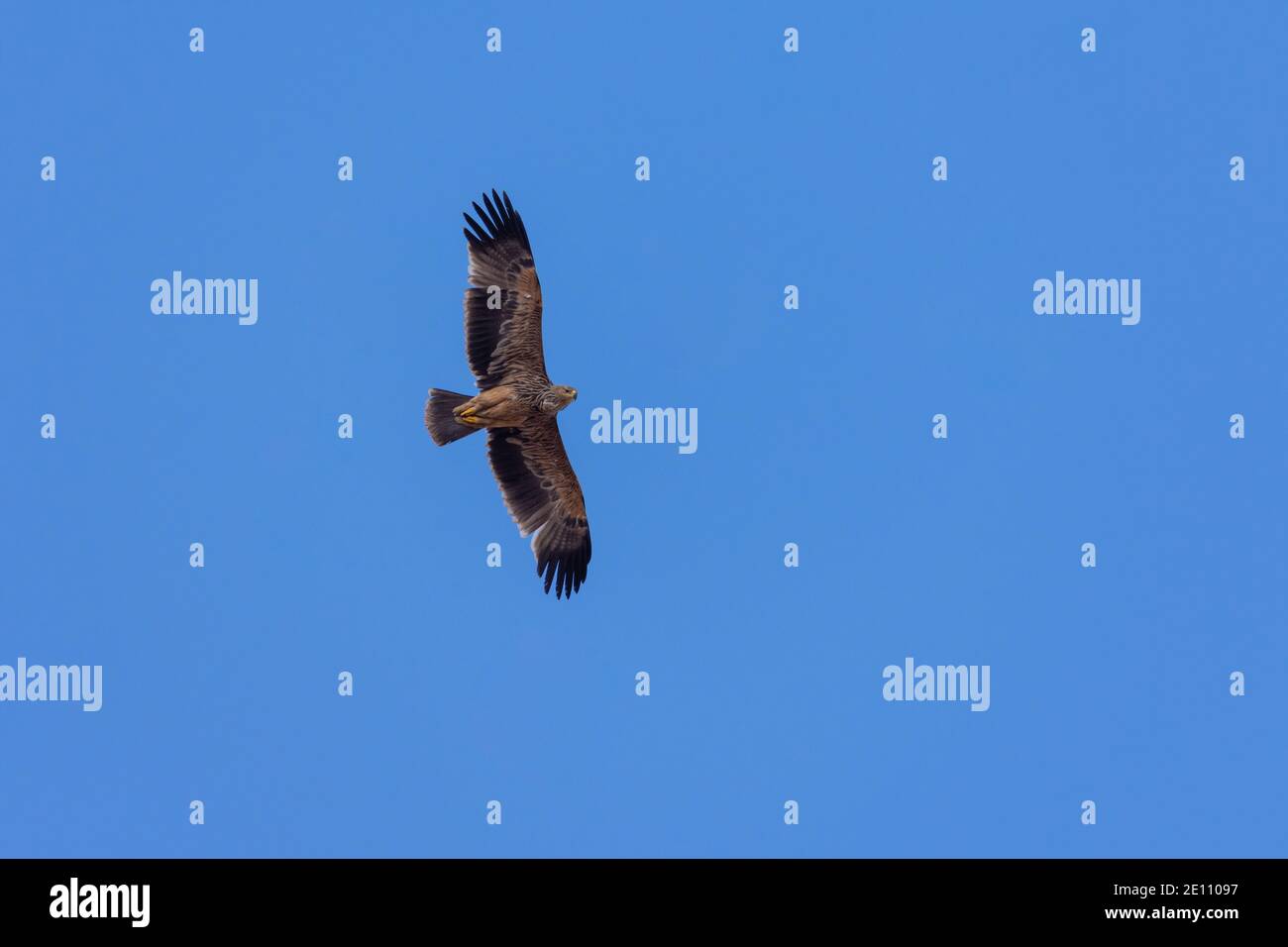 Kaiseradler Stockfoto