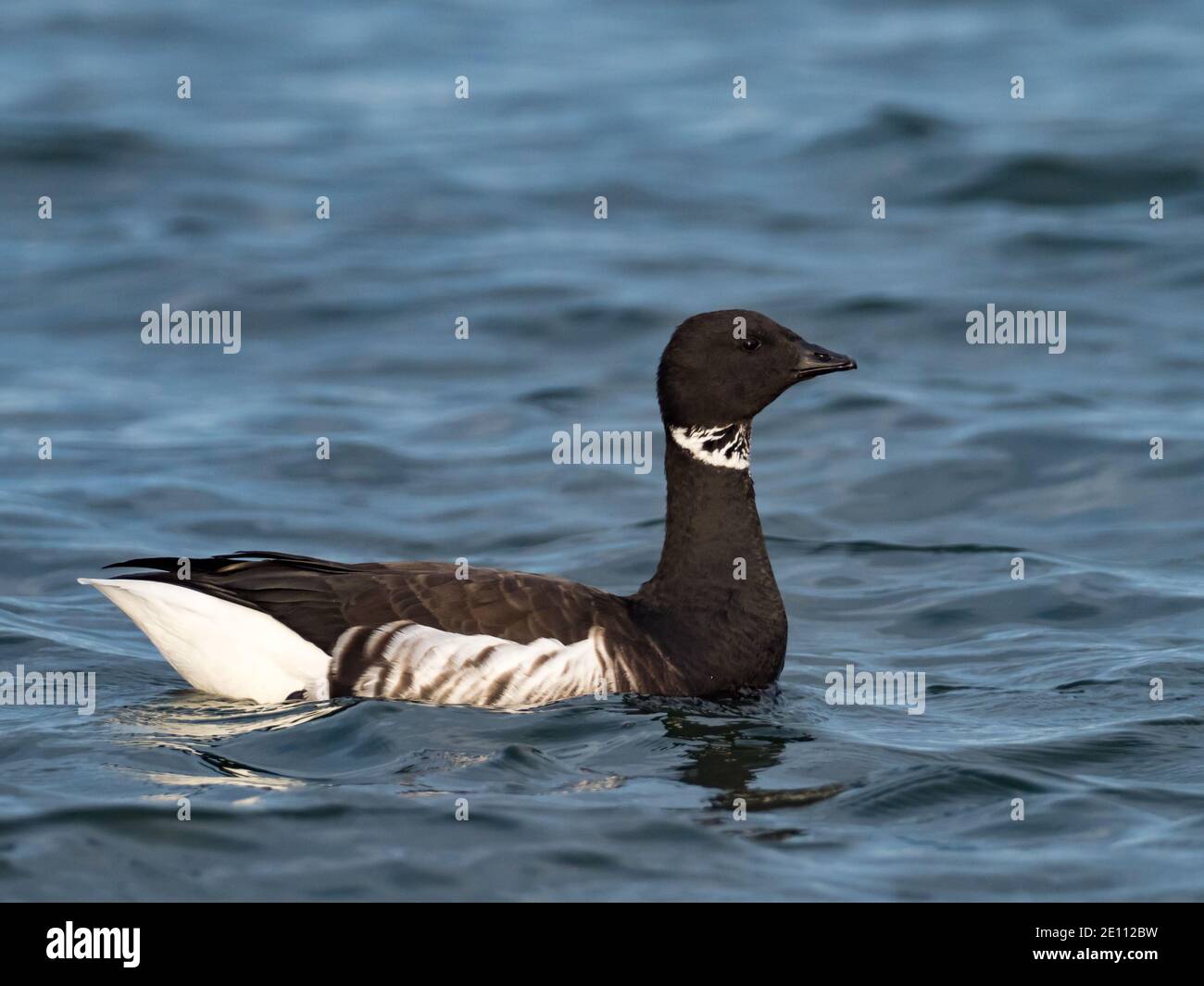 Brent Goose, Branta bernicla, in Mission Bay, San Diego, Kalifornien Stockfoto