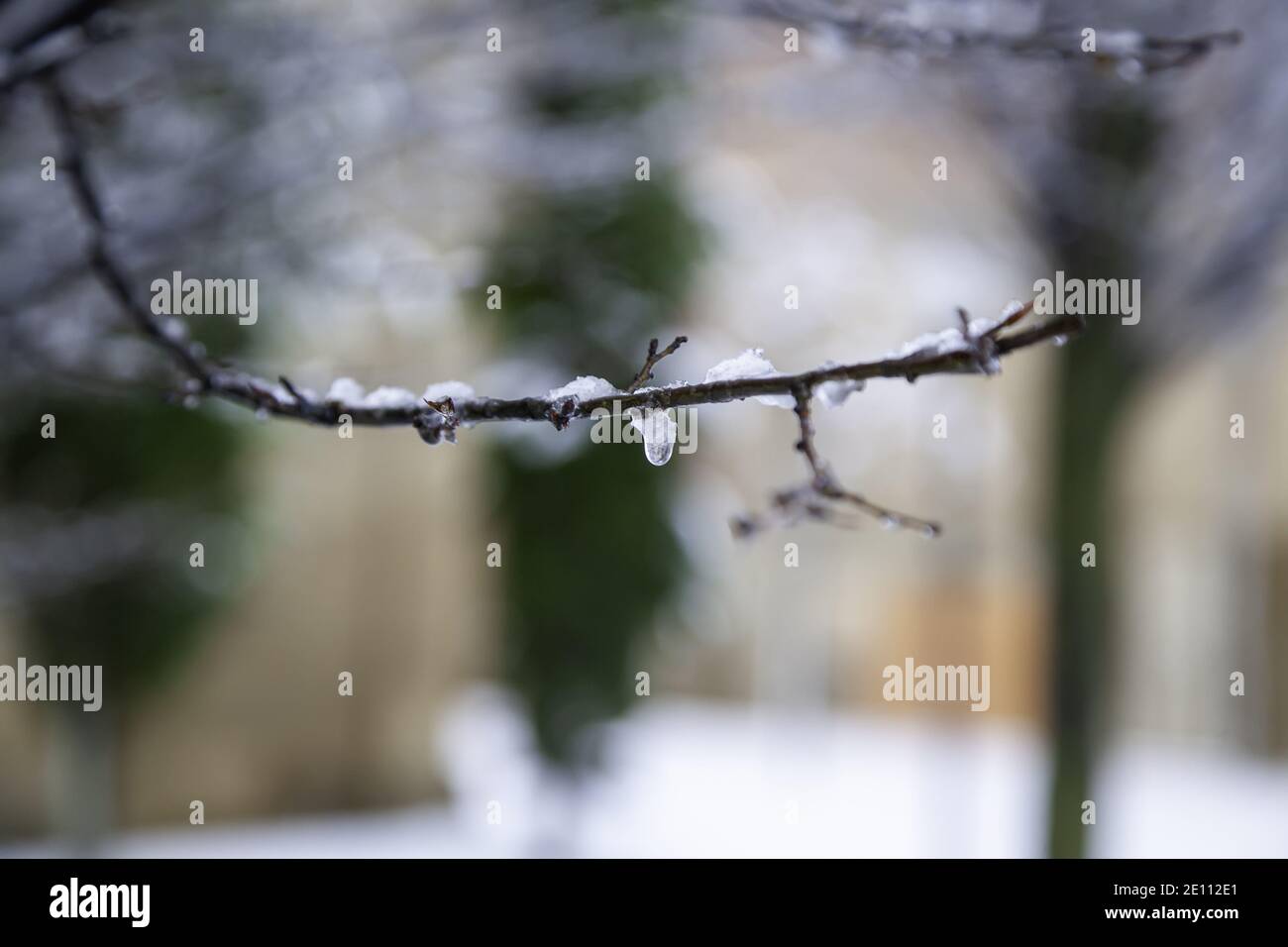 Äste mit Schnee und Eis, Pflanzen und Winternatur Stockfoto