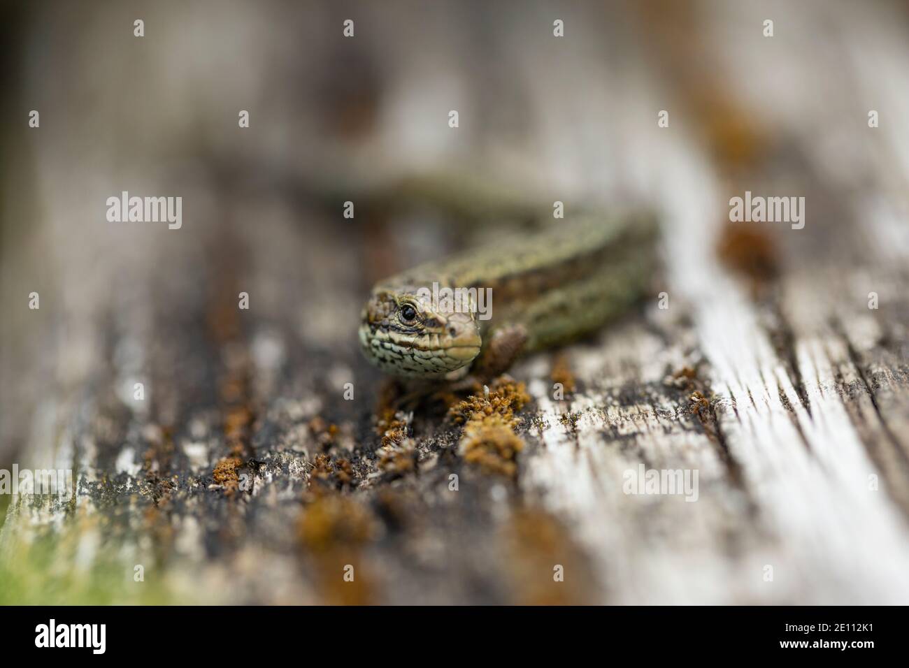 Vivparous Eidechse Zootoca vivipara, erwachsener Mann, der auf einem Holzzaun ruht, New Fancy View, Forest of Dean, Gloucestershire, Großbritannien, Juli Stockfoto