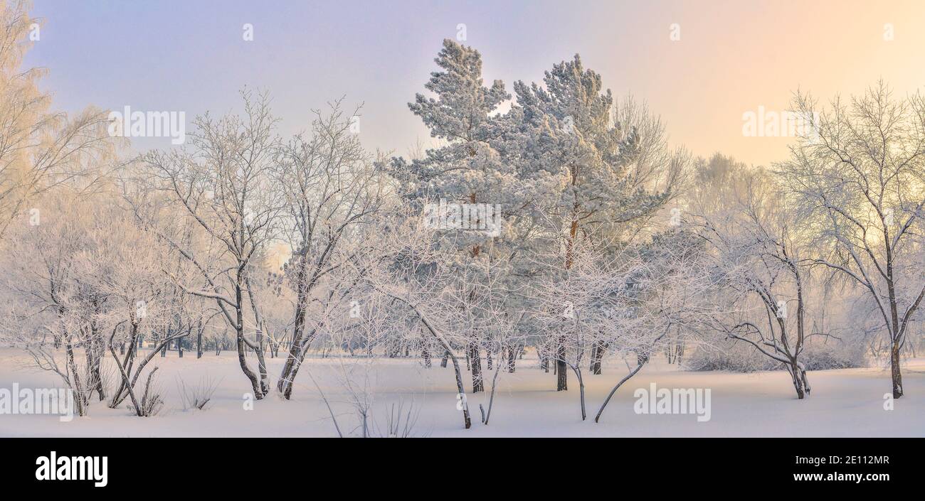 Frostiger Wintermorgen im Stadtpark mit Schnee und Reif bedeckt. Weißer Reim auf Bäumen und Sträuchern Äste, auf grünen Nadeln der Kiefer. Die Schönheit der Stadt Stockfoto