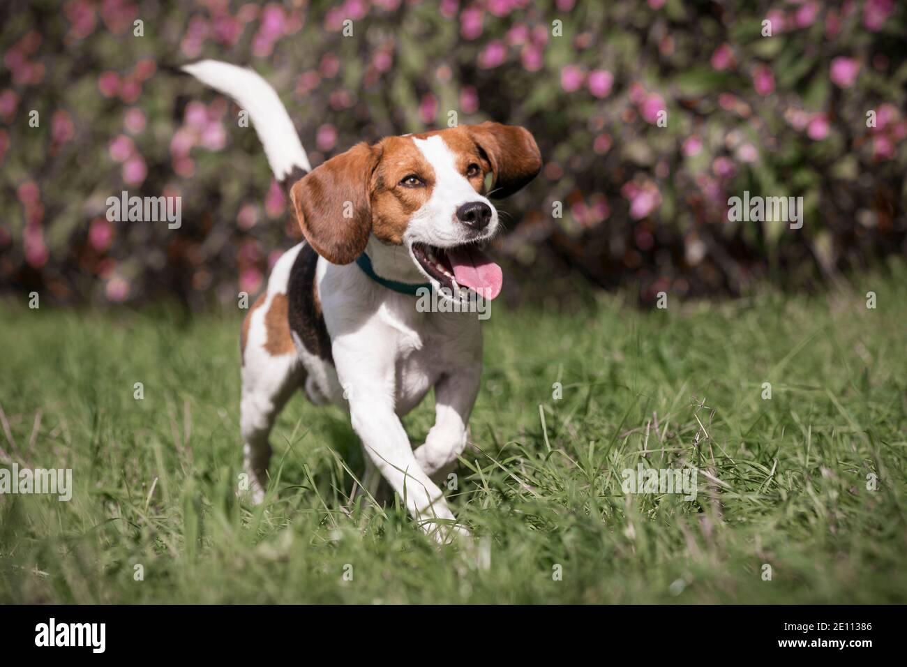 Beagle läuft über EINE Grüne Wiese Stockfoto