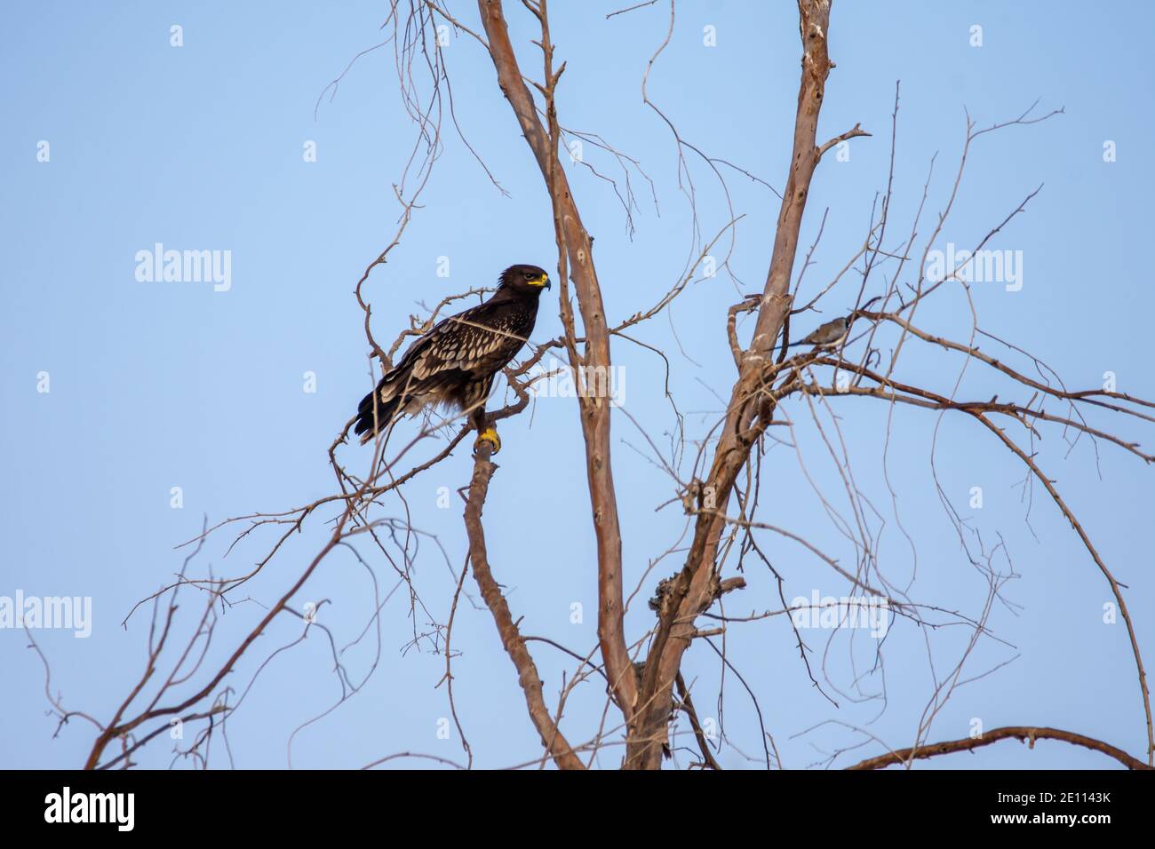 Schelladler (Clanga clanga) Stockfoto