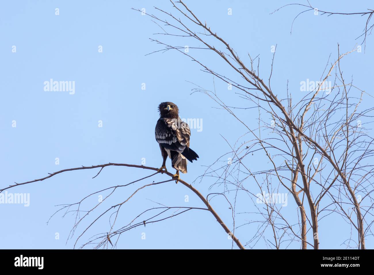 Schelladler (Clanga clanga) Stockfoto