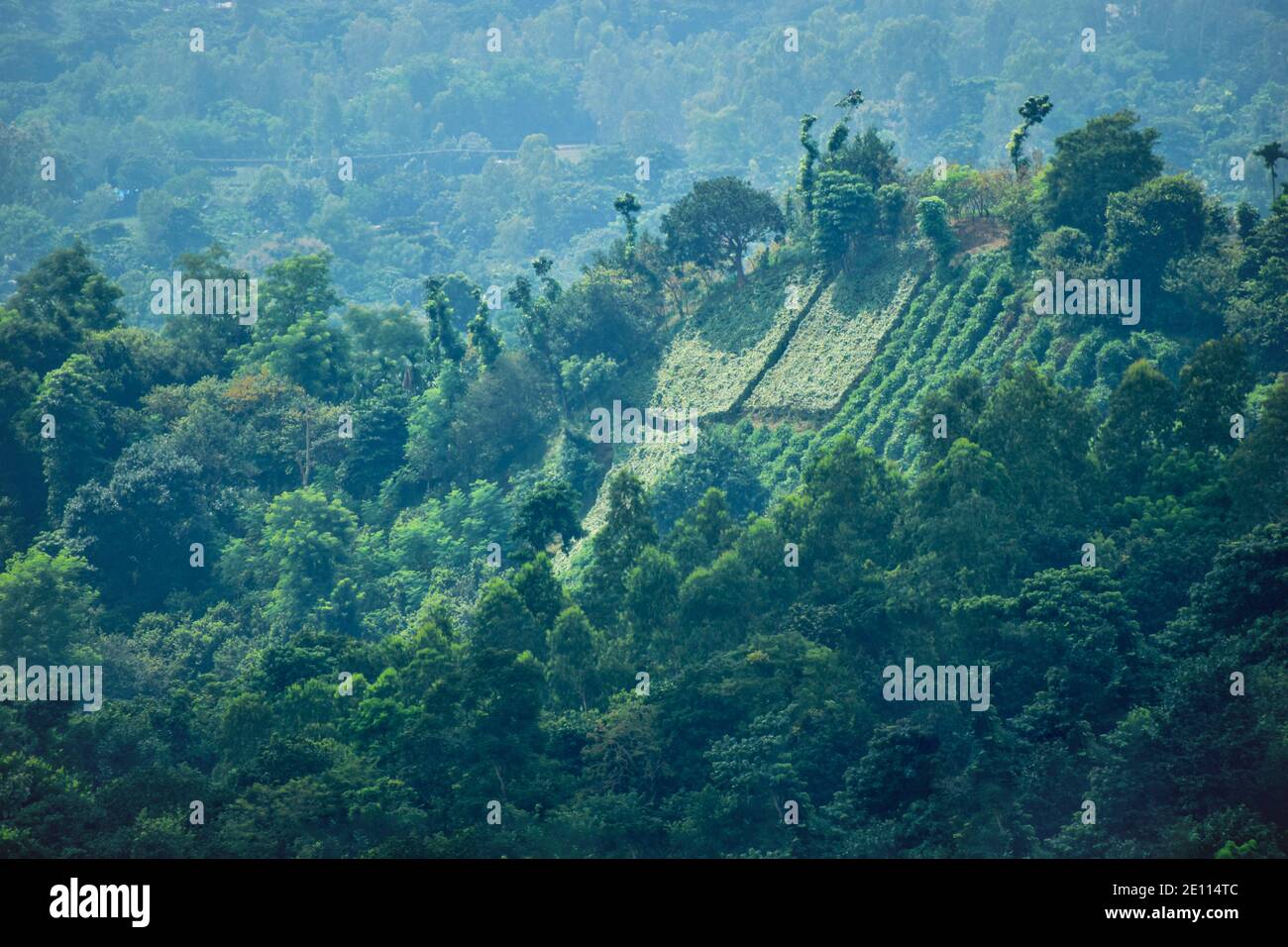 Chandranath Hills ist der östliche Teil des Himalaya vom Himalaya getrennt. Stockfoto