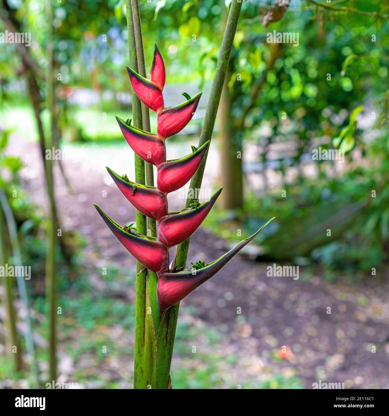 Red Palulu (Heliconia Bihai) in Mindo, Ecuador. Stockfoto