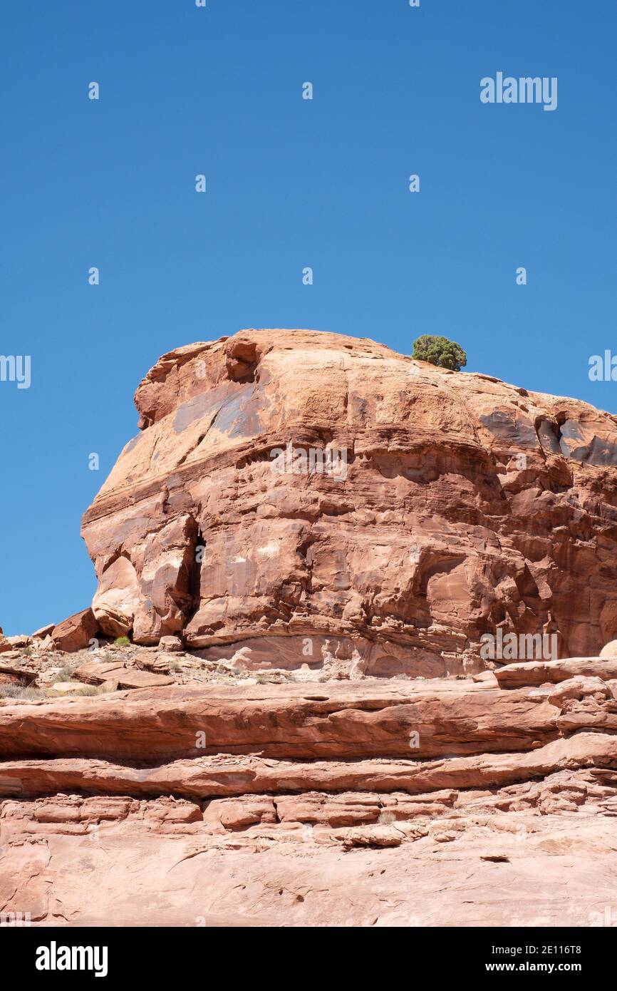 Ein einzellter Baum, der auf roten Sandsteinfelsen auf der Kane Creek Road, Moab, Utah, USA wächst Stockfoto