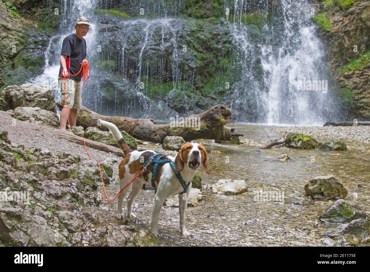 Beagle macht EINEN Spaziergang mit seinem Meister im Josefstaler Wasserfall In Oberbayern Stockfoto