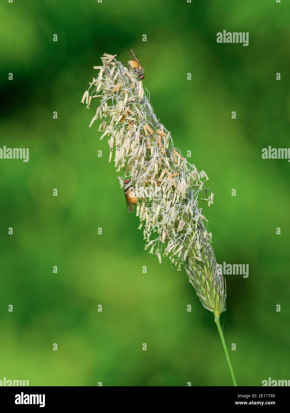 Gräser Pollen fliegen, Fuchsschwanzpollen fliegen Stockfoto