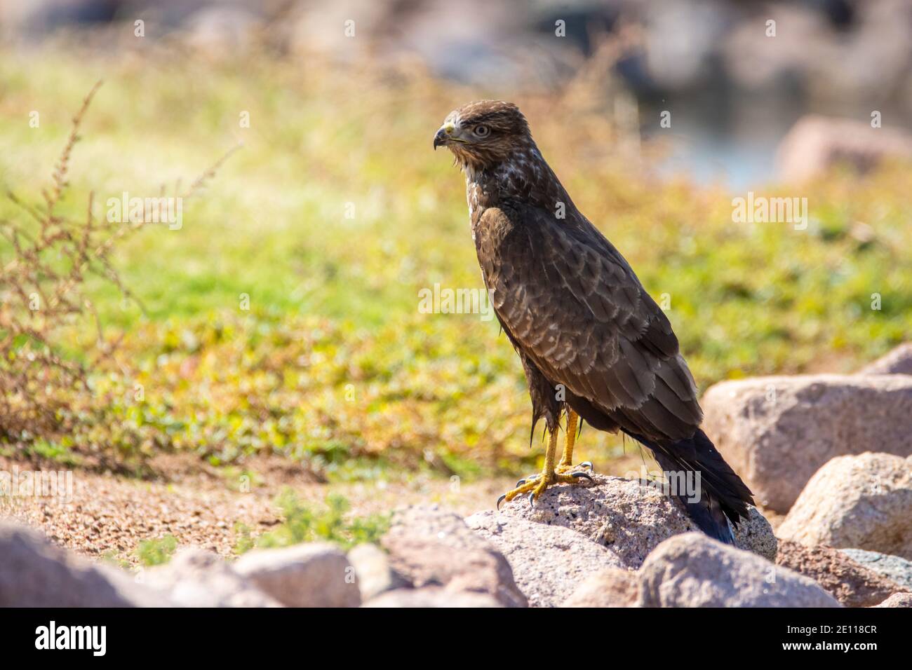 Bussard, Steppe Buzzard Stockfoto