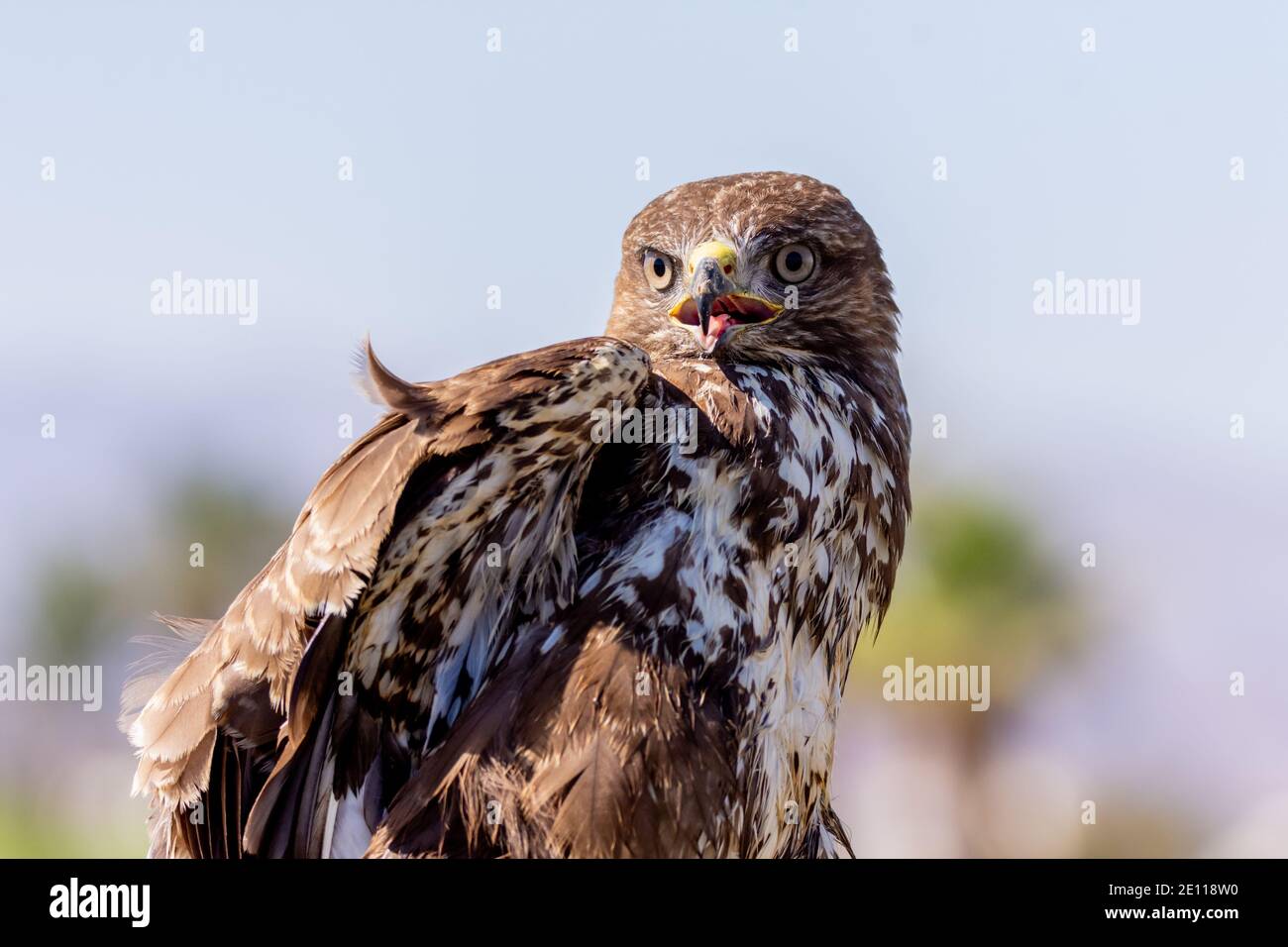 Bussard, Steppe Buzzard Stockfoto