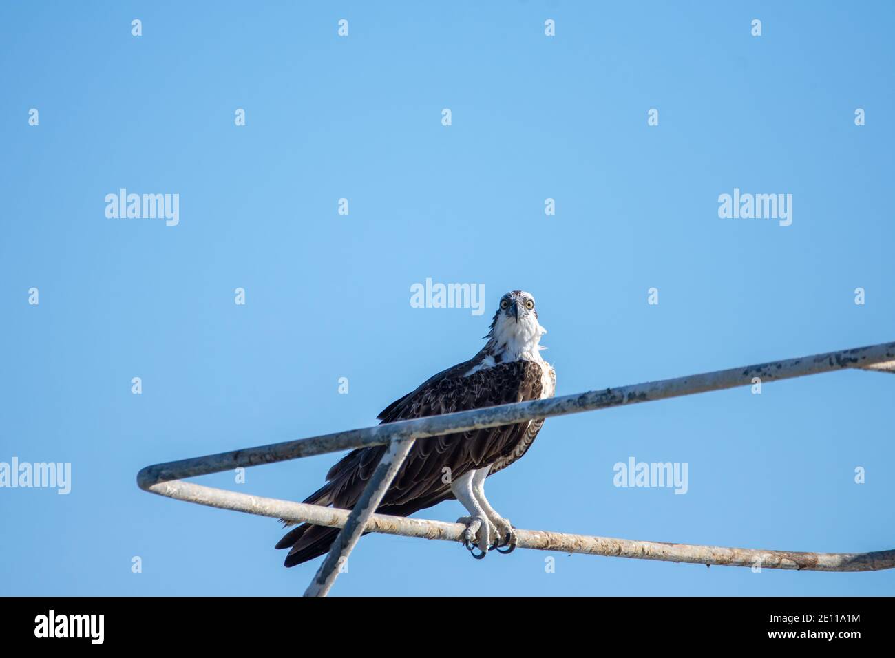 Osprey Stockfoto
